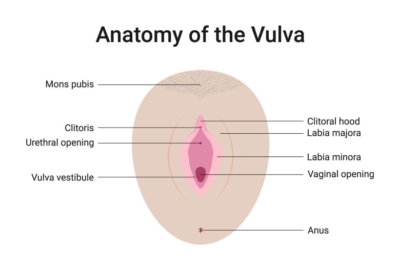 An illustration of the parts of the vulva.