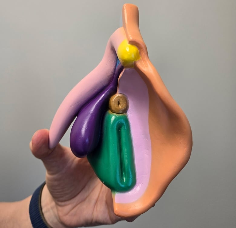 A model of a vulva.