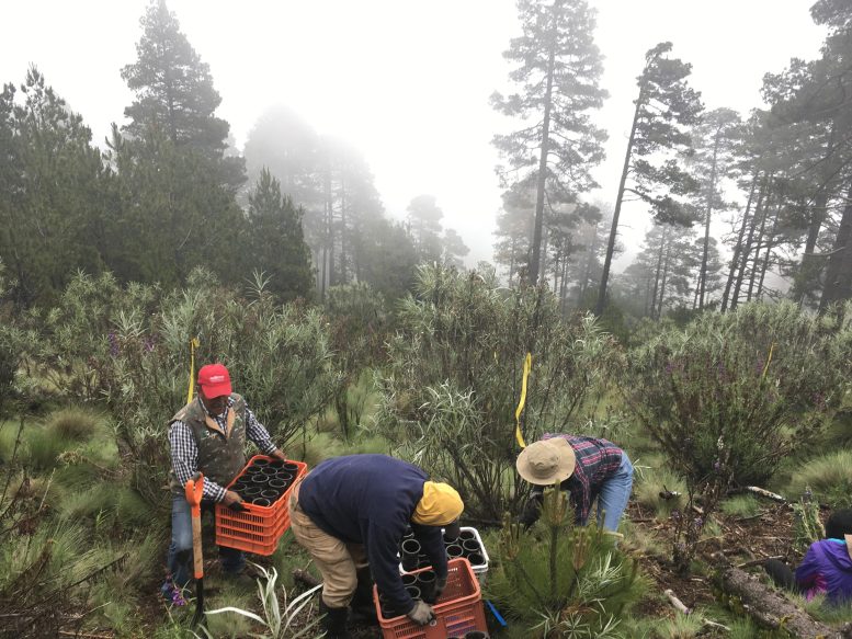 Planting Abies religiosa Seedlings