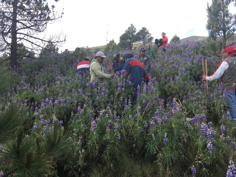 Planting Abies religiosa at 4000 m Elevation