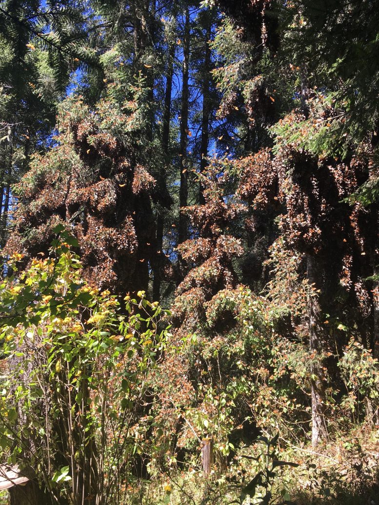 Monarch Colony at Ejido La Mesa