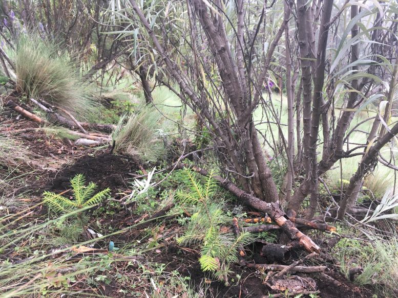 Abies religiosa Seedlings Under Pre-Existing Shrubs