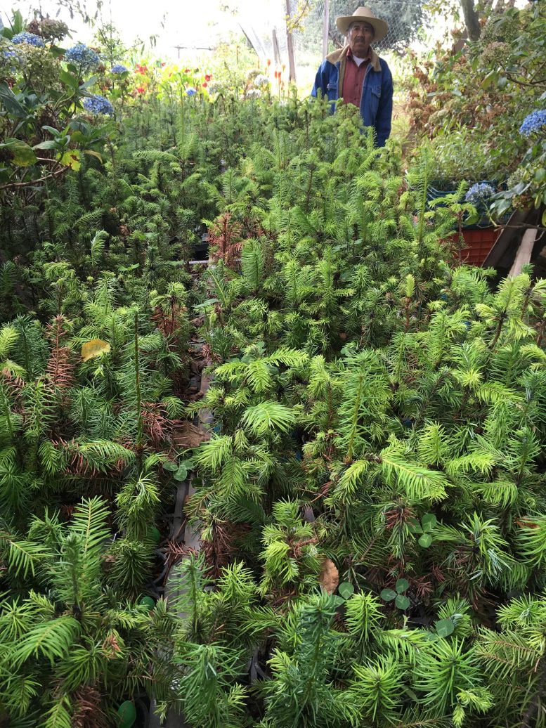 Abies religiosa Seedlings Produced in Ejido La Mesa Nursery