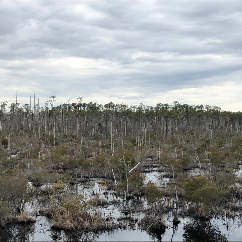 Ghost Forests in North Carolina