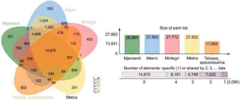 Comprehensive genome sequencing of all four Macadamia species unlocks new potential for crop improvement