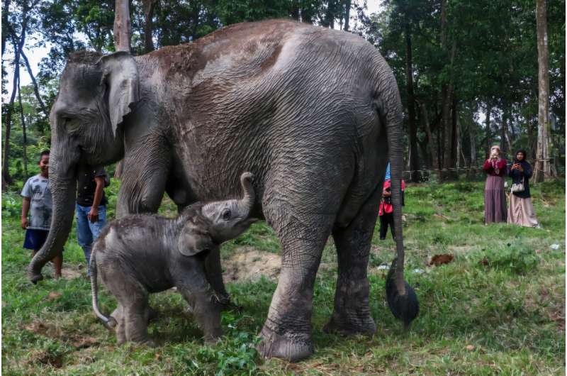 Sumatran elephants are on the brink of extinction with only about 2,400-2,800 left in the world