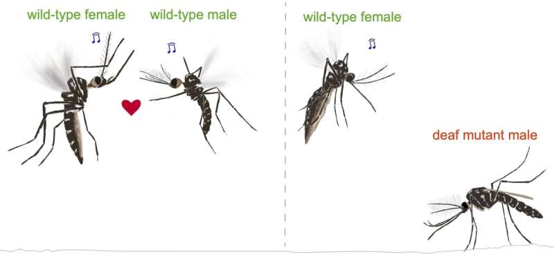 Deaf male mosquitoes don't mate