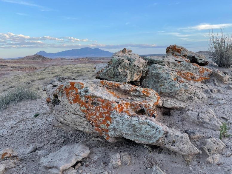 Lichen Communities Near Mars Desert Research Station