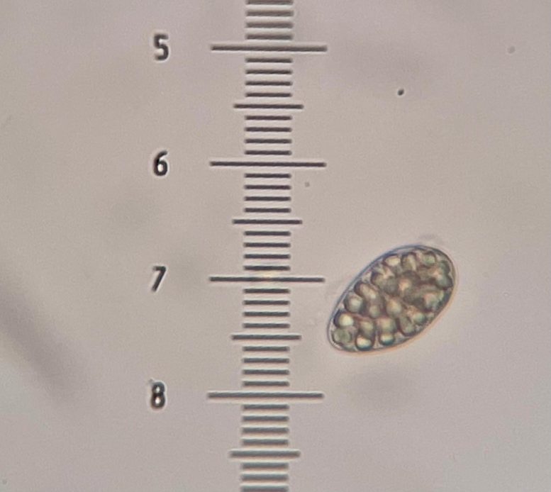 Polyblastia hyperborea Spore