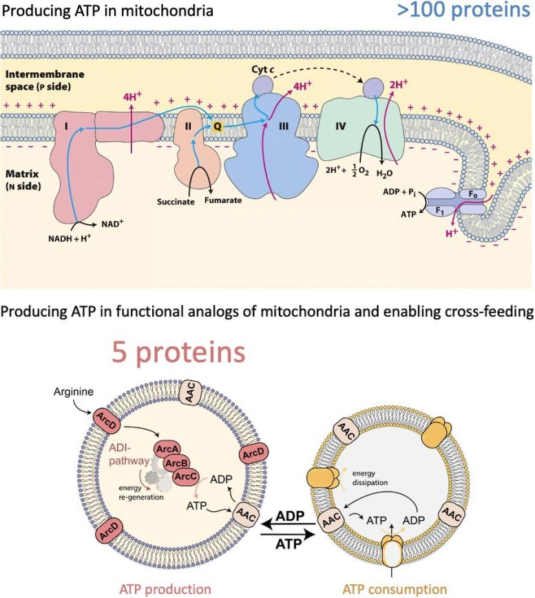 Mitochondrion and Simplified Synthetic Equivalent Graphic