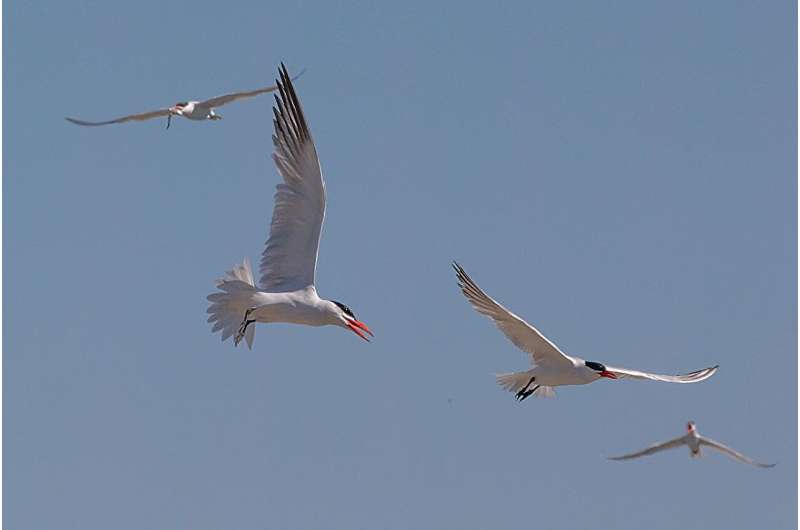 Washington coast avian flu outbreak devastated Caspian terns, jumped to seals