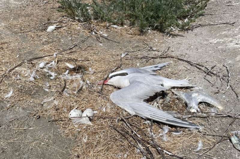 Washington coast avian flu outbreak devastated Caspian terns, jumped to seals