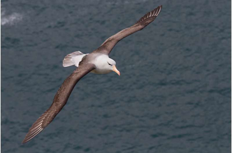 New research reveals how stormy conditions affect albatrosses' ability to feed