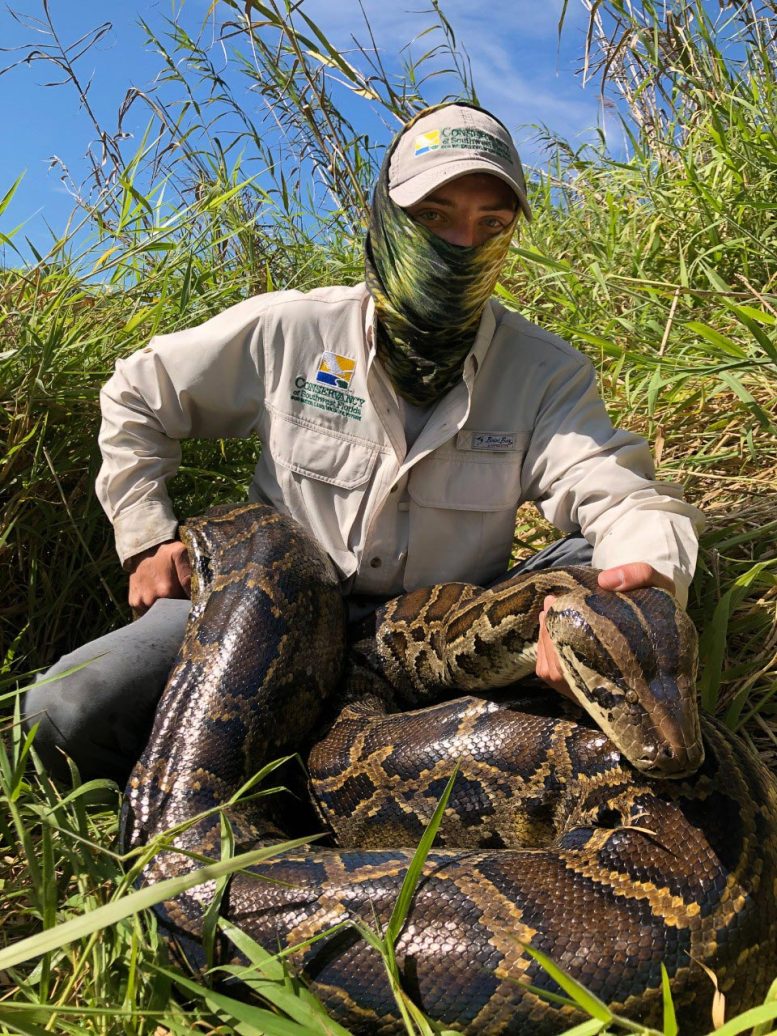 Biologist Holding Burmese Python