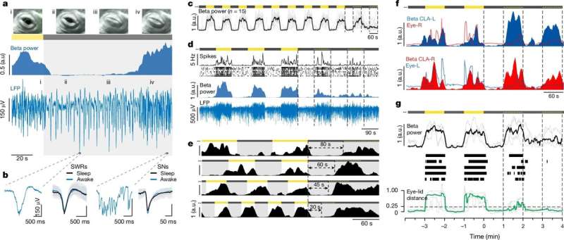 A surprising link between motor systems control and sleep rhythms