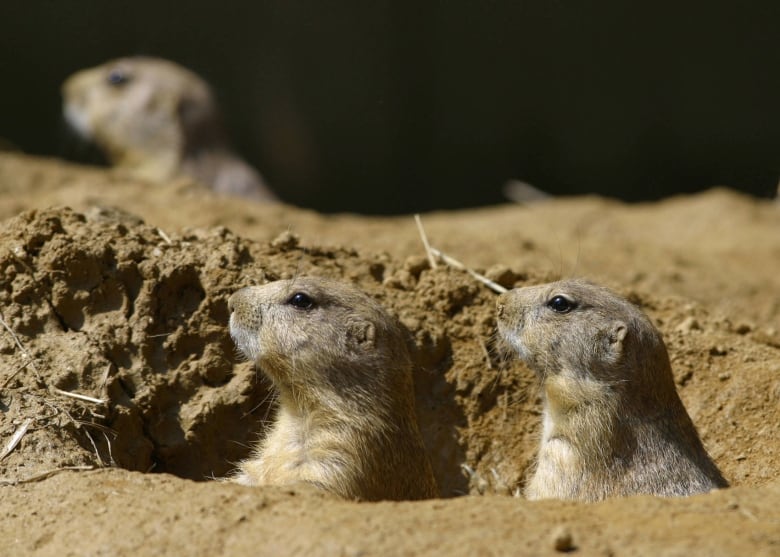 Three brown rodents' heads peek out from burrows in the dirt