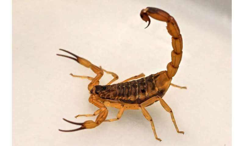 The Brazilian yellow scorpion is the most dangerous scorpion in South America