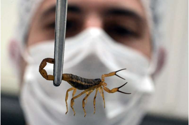 The head of the Instituto Butantan's scorpion serum lab carefully shows one of its venom donors