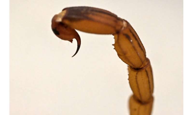 Scorpions now kill more people in Brazil than snakes do, as the population of the poisonous arachnids grows and spreads