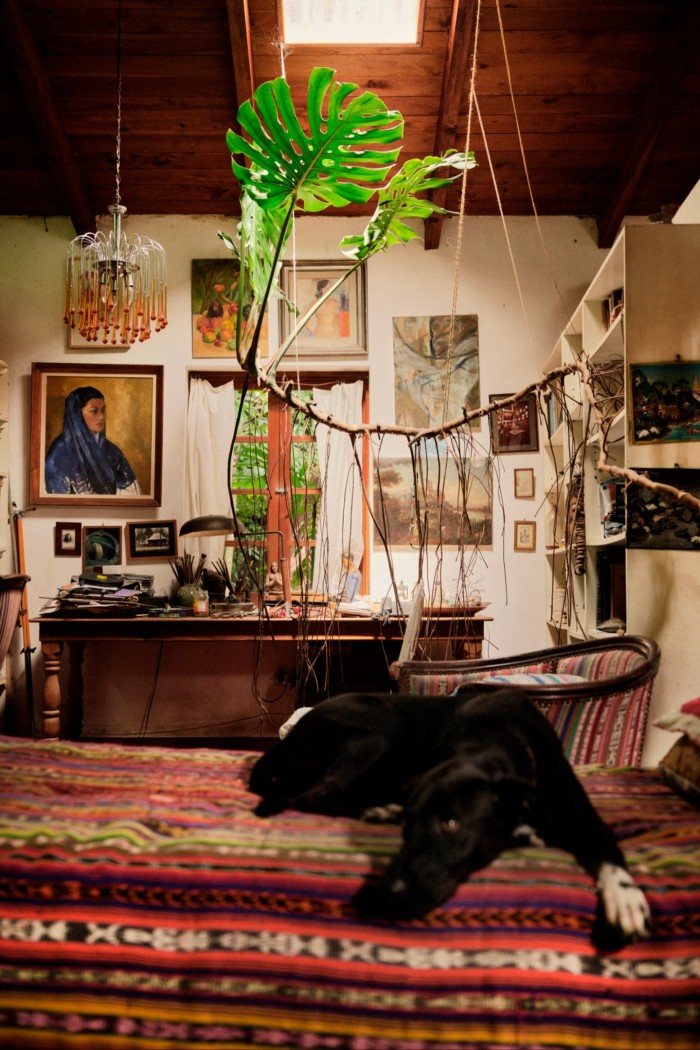 The room features a mix of greenery, artwork, and colorful textiles. On the bed is a relaxed black dog