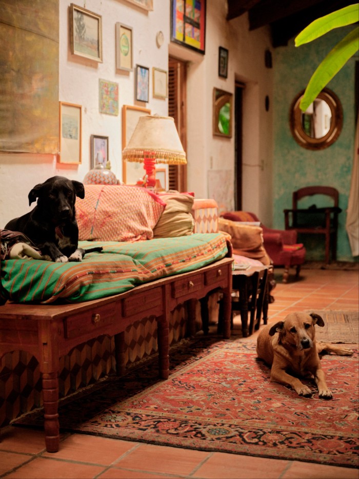 The scene features two relaxed dogs, one lying comfortably on a colourful daybed and the other on an intricately patterned red rug. The walls are decorated with a variety of framed artwork and photographs