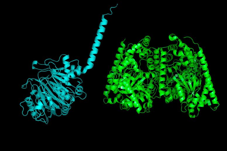 Structures of the Bacterial and Human Versions of the Enzyme FAAH