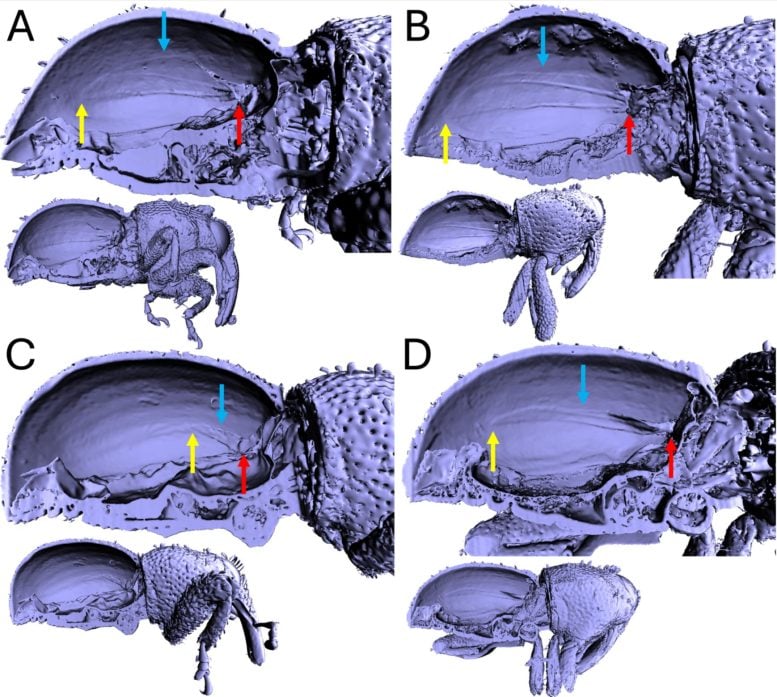 3D Models of Aphanerostethus Weevil Species