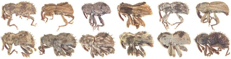 Newly Discovered Oriental Weevil Species