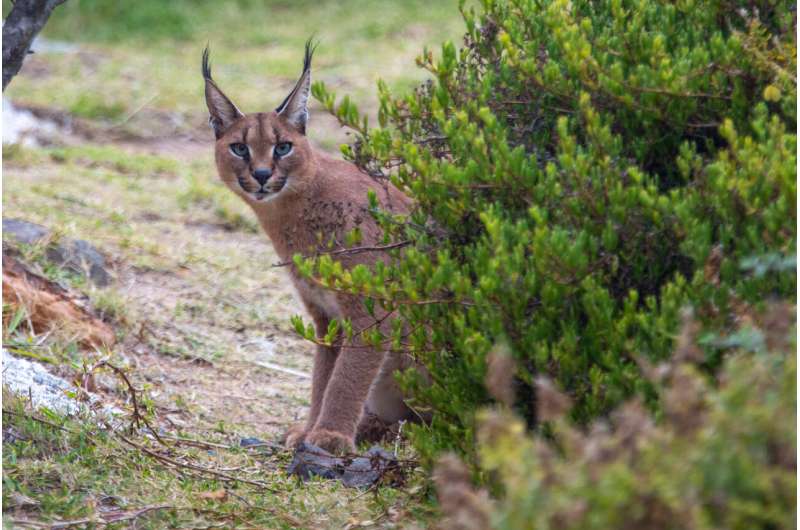 Power of aesthetic species on social media boosts wildlife conservation efforts, say experts