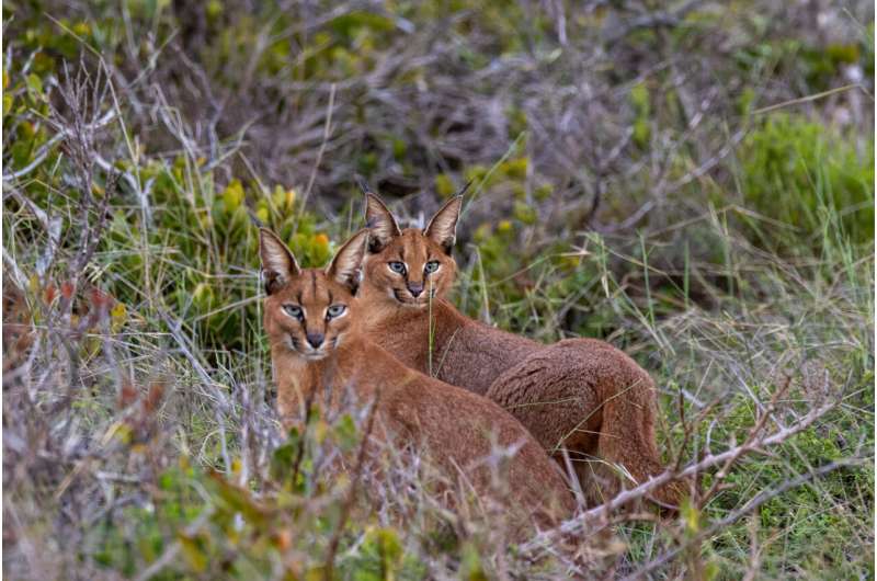 Power of aesthetic species on social media boosts wildlife conservation efforts, say experts