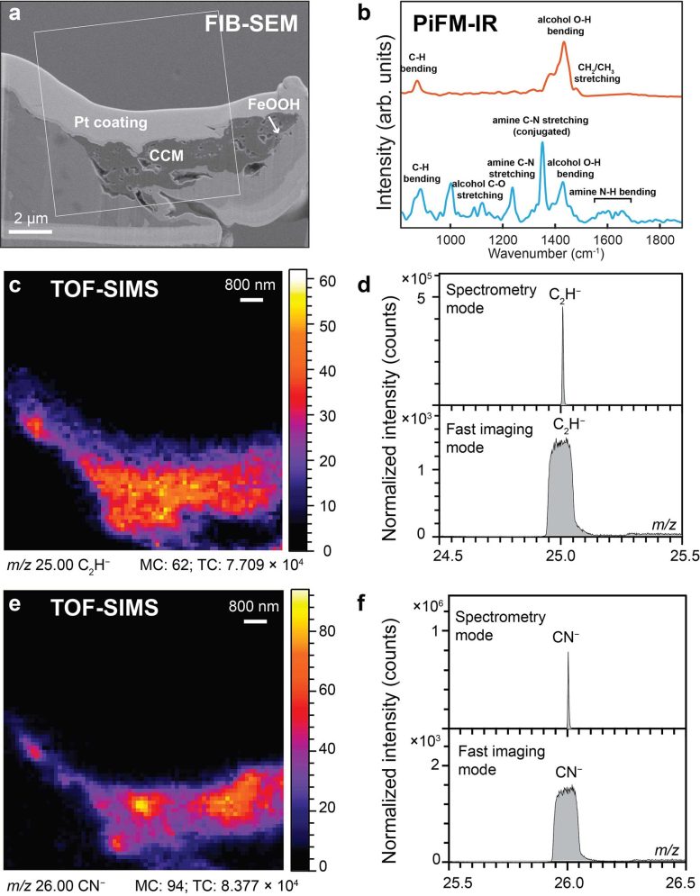 Microanalysis Showing Absence of Biomolecular Functional Groups in CCM