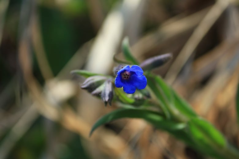 A lone bright flower in a field