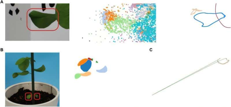 Revolutionary 3D leaf edge reconstruction method enhances plant morphology analysis