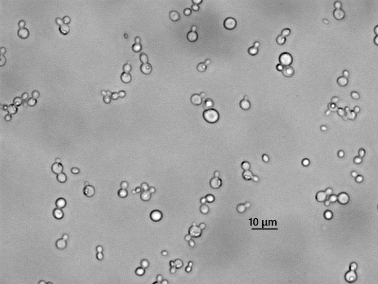 Komagataella phaffii Yeast