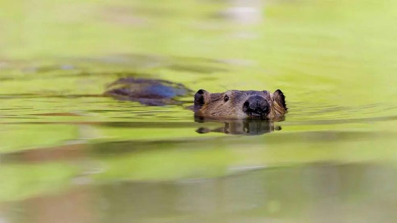 NASA Beaver Restoration