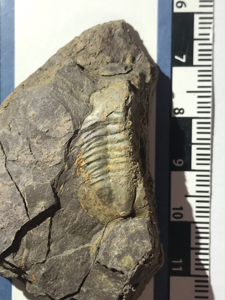 Trilobite Fossil From Grand Canyon’s Bright Angel Formation