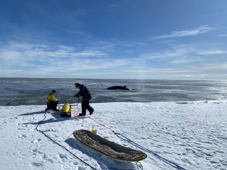 Seaglider Marlin Deployment