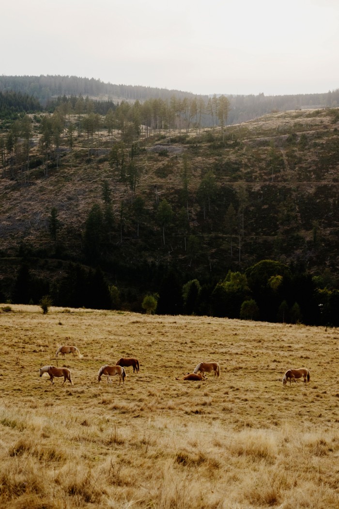 Horses graze in a field near Lauscha