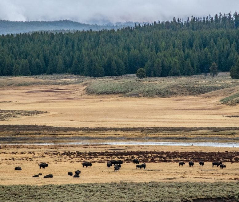 Bison Cows and Calves Yellowstone