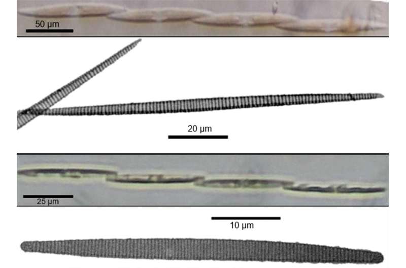 Amnesia-causing diatoms found in Luzon shellfish farms