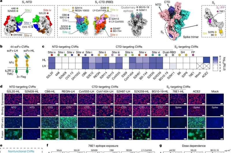 Using coronavirus DNA to create spike proteins to build receptors from scratch for research efforts