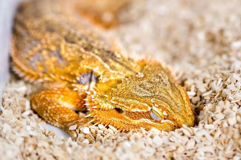 Australian dragon study reveals surprising link between motor systems control and sleep rhythms