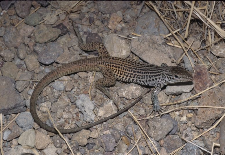 Dixon's Whiptail