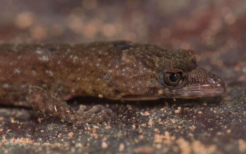 Biologist discovers new species of gecko