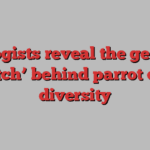 Biologists reveal the genetic ‘switch’ behind parrot color diversity