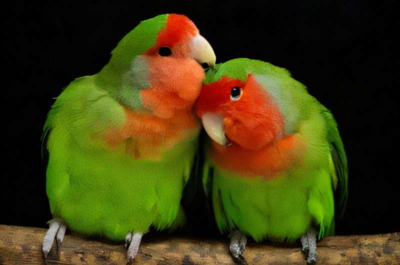 Biologists reveal the genetic 'switch' behind parrot color diversity