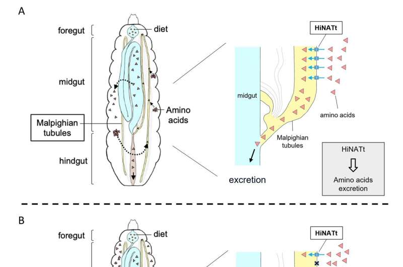 Boosting the nutritional value of black soldier fly larvae with biotechnology