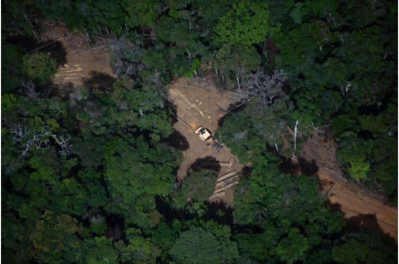 Deforestation fell in the Brazilian Amazon rainforest by 30.6 percent in the year-to-year period beginning in August 2023, according to the National Institute for Space Research (INPE)