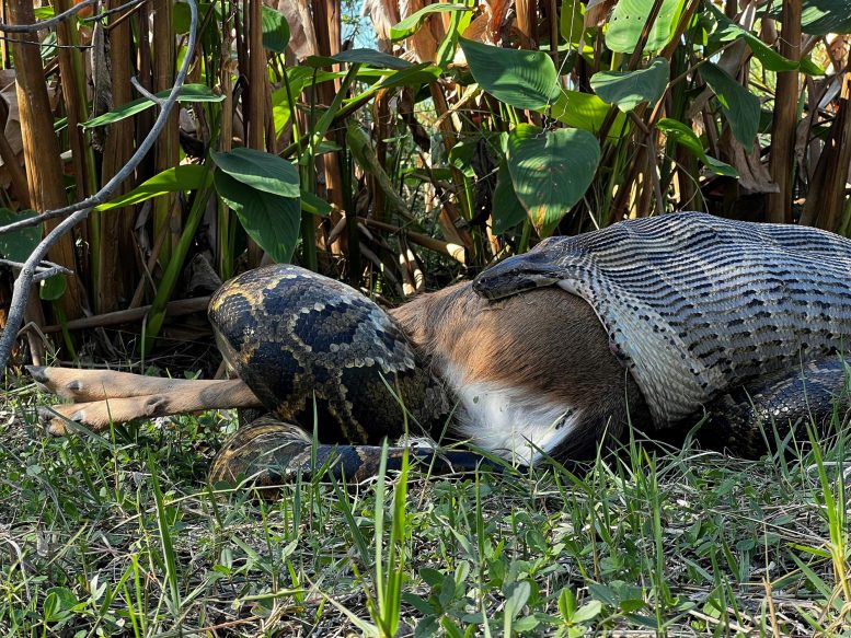 Burmese Python Swallowing Deer in Florida