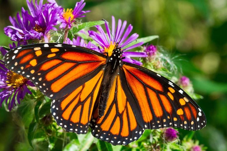 Monarch Butterfly Close Flowers